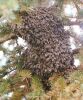 Bienenschwarm